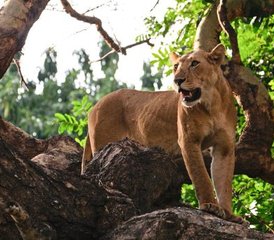 212 jours en stage de safari à Lake Nakuru, Masai Mara, Serengeti, Lake Manyara et plus au Kenya et en Tanzanie - Photo 1