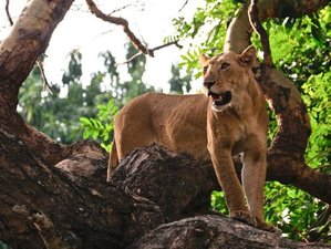 12 Day Safari in Lake Nakuru, Masai Mara, Serengeti, Lake Manyara and More in Kenya and Tanzania