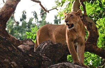 12 jours en stage de safari à Lake Nakuru, Masai Mara, Serengeti, Lake Manyara et plus au Kenya et en Tanzanie