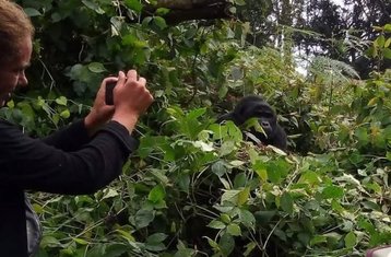 5 Tage Berggorillas und Safari mit Entspannung am Lake Bunyonyi in Uganda