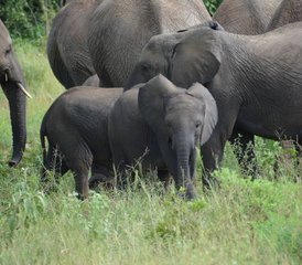 210 jours Évasion au cœur des terres sauvages de l’Ouganda et du Rwanda, Ouganda et Rwanda - Photo 1