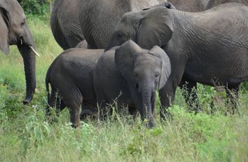 10 Tage Auszeit in der Wildnis Safari in Uganda und Ruanda