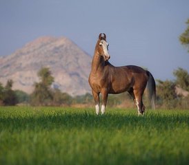 8 Day Experience Rajasthan on Horseback: Desert and Exploration Horse Safari in India - Photo 2