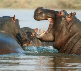 10-Daagse Spectaculaire Safari in De Beste Nationale Parken van Tanzania - Photo 3