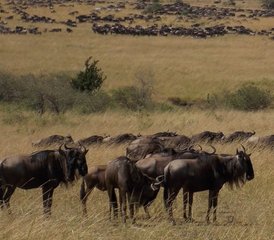 7-Daagse Prachtige Safari in Masai Mara, Lake Naivasha, Lake Nakuru, Amboseli National Parks - Photo 2