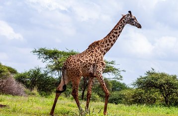 3-Daagse Safari in Tarangire Manyara en Ngorongoro Krater Tanzania