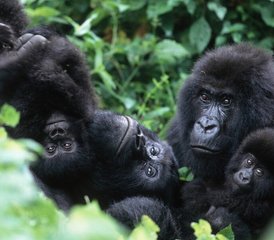 3 días de safari de rastreo de gorilas en Ruanda en el Parque Nacional de los Volcanes - Photo 4