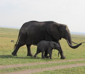 3 Tage Flug-Lodge-Safari (Hin- und Rückflug) zum Serengeti-Nationalpark und zum Ngorongoro-Krater in Tansania - Photo 2