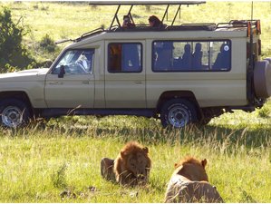 7 Day Kenyan Budget Safari at Masai Mara, Lake Nakuru, Hell's Gate, and Amboseli