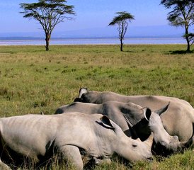 4 Tage Budget-Camping-Safari in Tansania: Serengeti und Ngorongoro - Photo 3