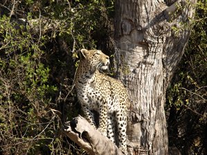 10 Day Masahambe North-Bound Safari in Botswana