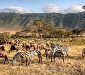 11 Tage All-Inclusive Beste Safari Tour Evolution in Tansanias Parks in Tansania - Photo 3