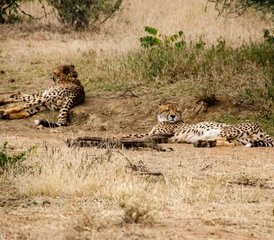 11 Tage Luxus-Safari in Tansania und Sansibar Insel-Tour - Photo 5