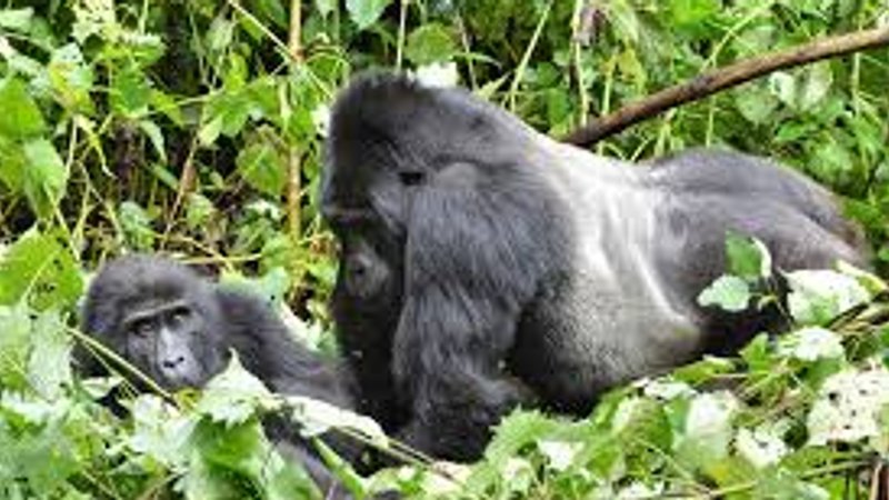 14 Day Fascinating Pearl of Africa Great Safari in Uganda Parks with Walking and Boat Cruising