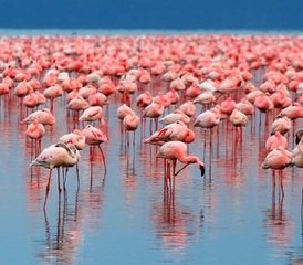 5 Day Masai Mara, Lake Nakuru, Naivasha, and Hell's Gate Budget-Friendly Safari in Kenya - Photo 2