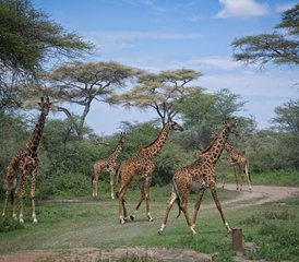 82 jours safari d’exploration à Tarangire et au cratère du Ngorongoro, Tanzanie - Photo 1