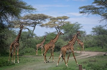 2-Daagse Tarangire en Ngorongoro Verkenningssafari in Tanzania