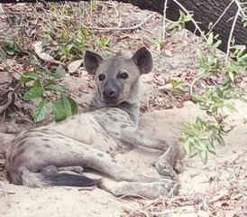 3-Daagse Selous Game Reserve Wandel- en Bootsafari in Tanzania - Photo 2