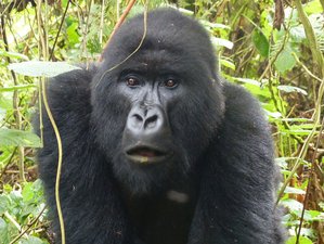 9 Day Uganda Primate Tracking and Wildlife Safari in the Country's Best National Parks