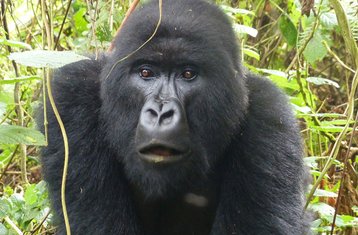 9 jours safari observation primates et grande faune des parcs nationaux, Ouganda