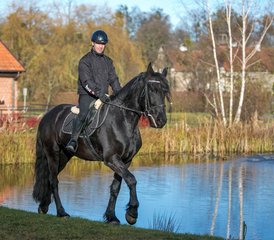 4 Day Exhilarating Horse Riding Holiday at Galiny Palace, Gmina Bartoszyce, Poland - Photo 2
