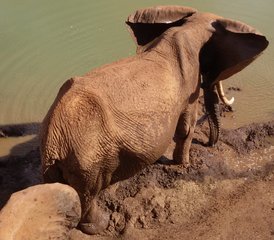4-Daagse Safari Pakket vanaf Mombasa tot Taita Hills Salt Lick, Tsavo-West en Amboseli in Kenia - Photo 4