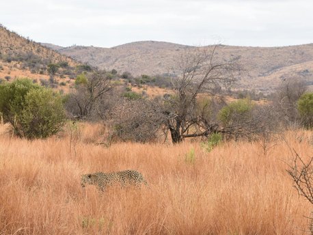 Pilanesberg