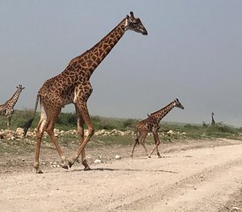610 jours en stage de safari spectaculaire à Tarangire, Serengeti, Ngorongoro, lac Eyasi et lac Manyara - Photo 1
