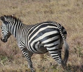 3 jours en stage d’aventure safari en groupe dans le parc national du Serengeti et le cratère du Ngorongoro, Tanzanie - Photo 2