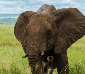 2 días de safari por los parques nacionales de Tarangire y Lago Manyara desde Arusha, Tanzania - Photo 4