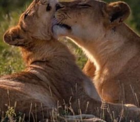 7 Day Kenya Wildlife Safari in Masai Mara, Lake Nakuru, Lake Naivasha, and Amboseli - Photo 4