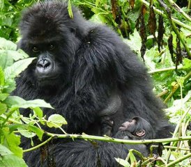 3 Tage Uganda Gorilla Trekking Safari im Bwindi Impenetrable Nationalpark - Photo 5
