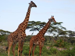 Thrilling 2 Days Safaris in Serengeti from Mwanza, Tanzania