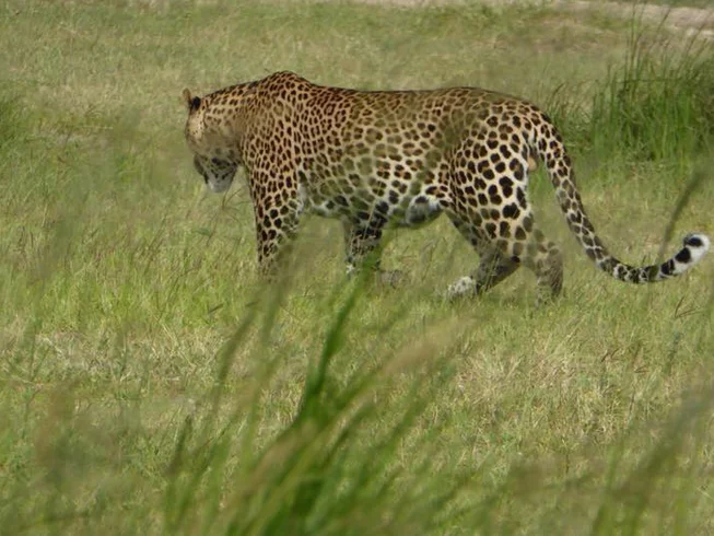 10 Days Kampala Loop Guided Motorcycle Tour and African Safari Experience in Uganda photo 5