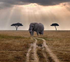 8 días de safari con alojamiento privado en Kenia y Tanzania - Photo 3