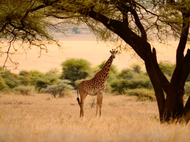 8 Day Tanzania Guided Motorcycle Adventure Tour photo 6