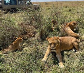 4 Tage Komfortable Mittelklasse-Safari in Tansania - Photo 2