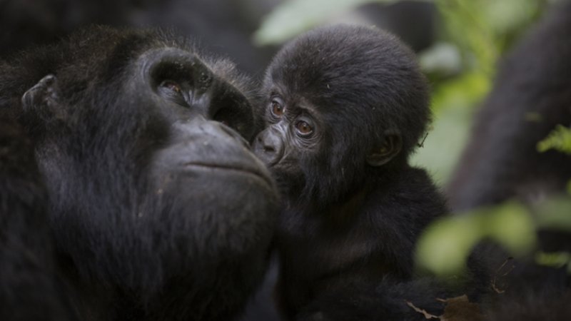 3 Day Gorilla Trekking Safari in Bwindi Impenetrable National Park and Lake Bunyonyi in Uganda