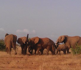 4 jours en stage de safari à travers Tsavo Est, Amboseli et Tsavo Ouest au Kenya - Photo 3