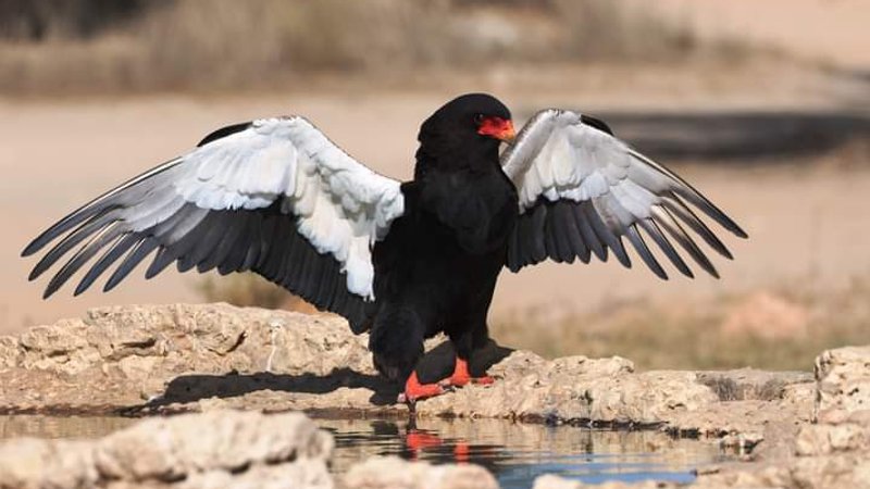 10 Day Masahambe North-Bound Safari in Botswana
