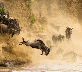 8 jours en stage de safari au Masai Mara - lac Manyara - Ngorongoro au Kenya et en Tanzanie - Photo 4