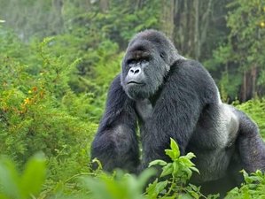 8 Days Amazing Wildlife Deluxe Safari in Uganda 