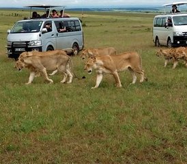 114 Day Great Migration Safari with Camping in Masai Mara, Kenya - Photo 1