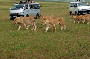4 Day Great Migration Safari with Camping in Masai Mara, Kenya