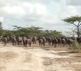 73 jours en stage dans le parc national de Nyerere (ancienne réserve de Selous) en hébergement privé de gamme moyenne en Tanzanie - Photo 1
