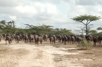 3-Daagse Nyerere NP (Ex Selous GR) Privé Midrange Accommodatie in Tanzania