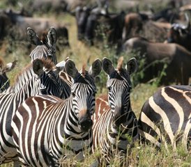 2 Tage Beeindruckende Tsavo Ost- und Taita Hills Safari in Kenia ab Mombasa - Photo 4