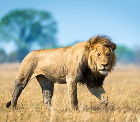 28 Tage Campingsafari in den Liuwa Ebenen und im Kafue Nationalpark in Sambia - Photo 1