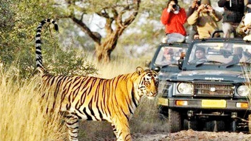 5 Days Kanha Wildlife Safari in Madhya Pradesh, India - BookAllSafaris.com