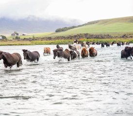 6 Tage Wonders of Lake Mývatn Northern Exposure Reittour in Nordisland, Island - Photo 3